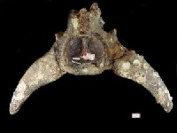 藏品(德氏水牛頭蓋骨化石)的圖片